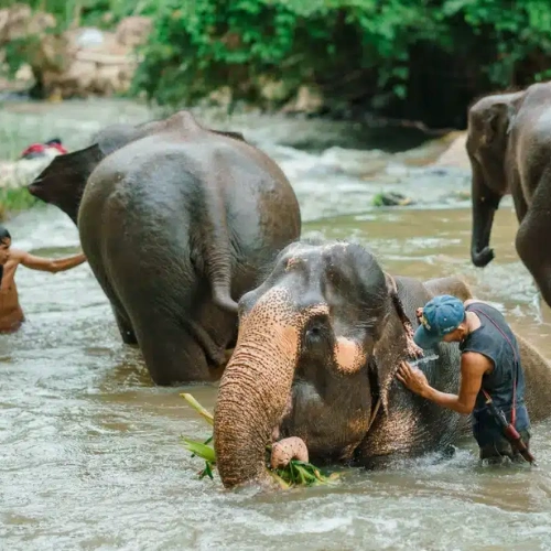 Chiang Mai - Elephant Sanctuary 