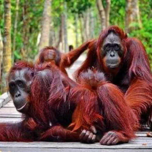 Pondok Tangguy - Camp Leakey