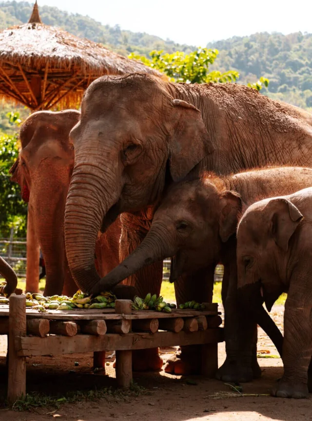 Spirit of the North – 4 days Chiang Mai experience