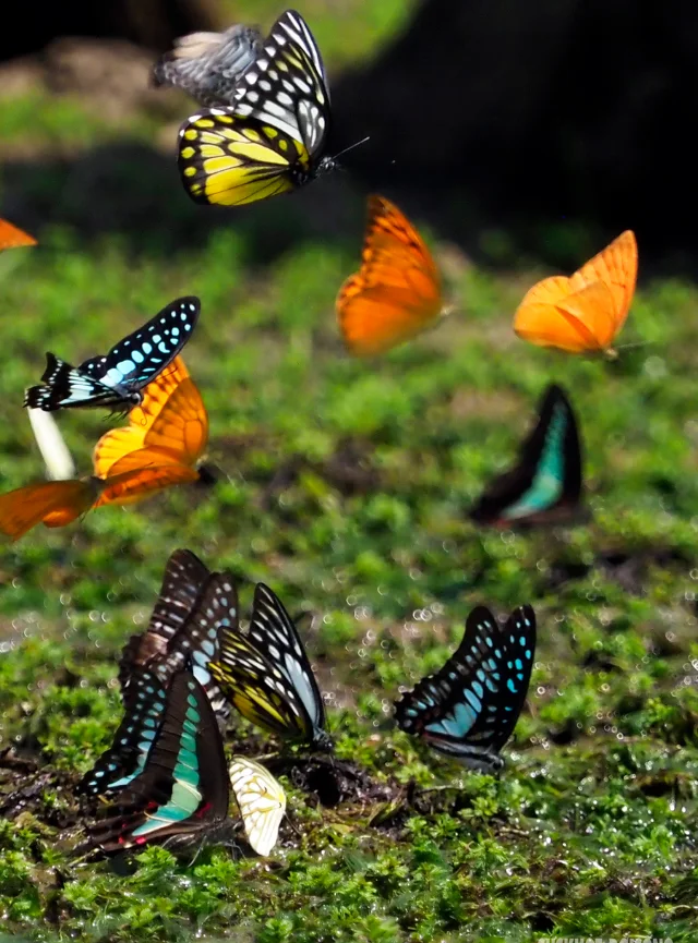 The butterfly season begins at Cuc Phuong National Park